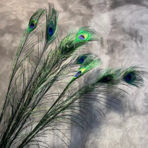 Alternative view of Pfauenfeder